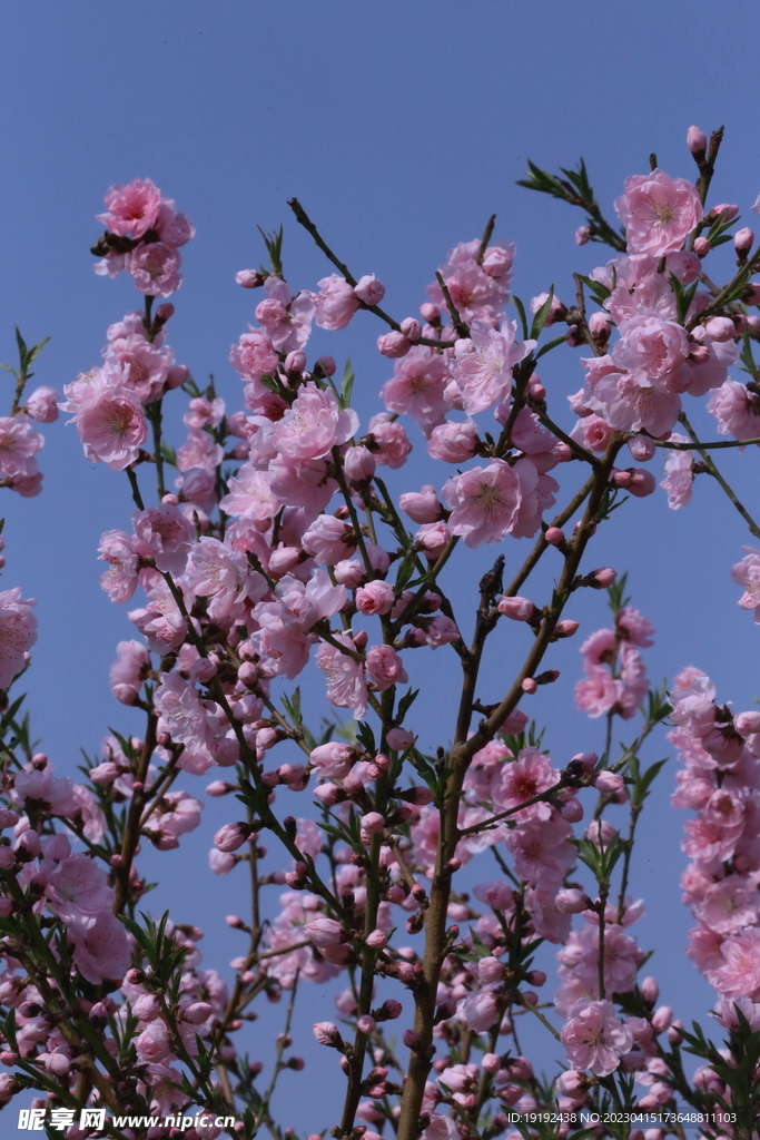 碧桃花儿 