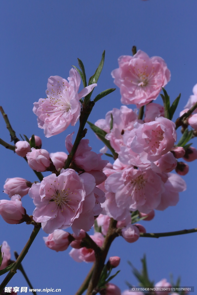 碧桃花儿