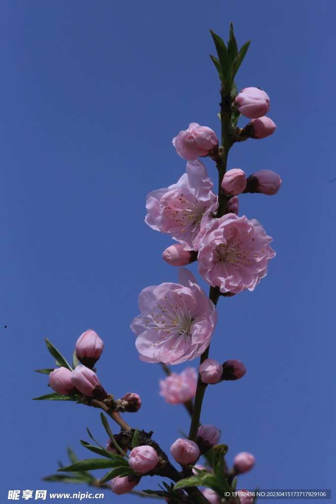 碧桃花儿 