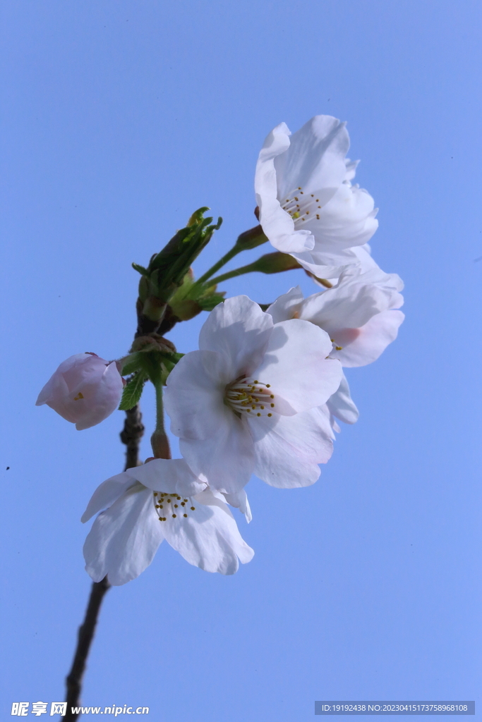 樱花