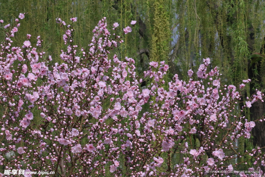 桃花 