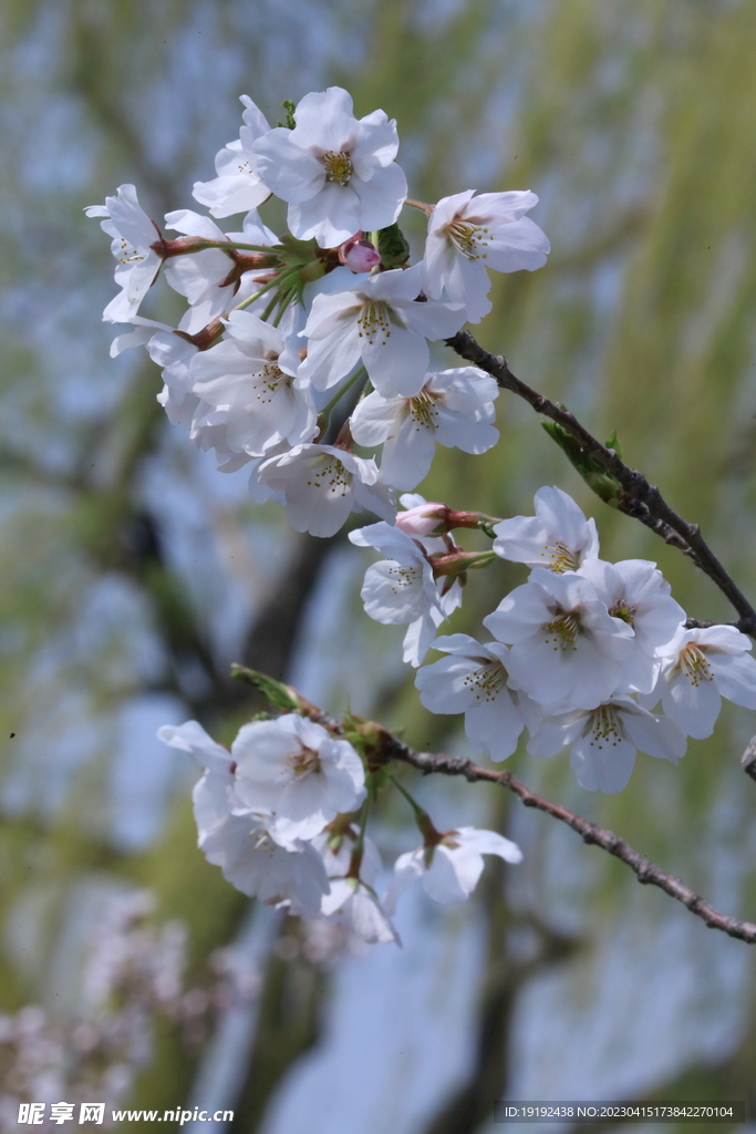 樱花