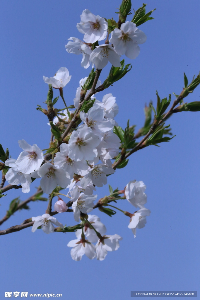 樱花