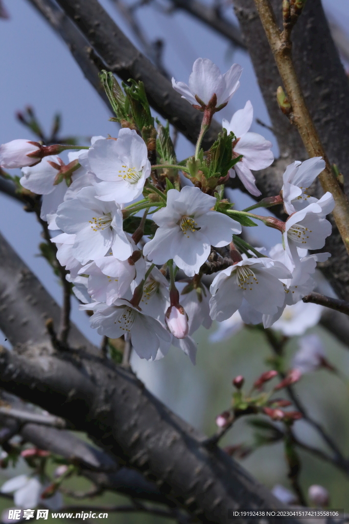 樱花