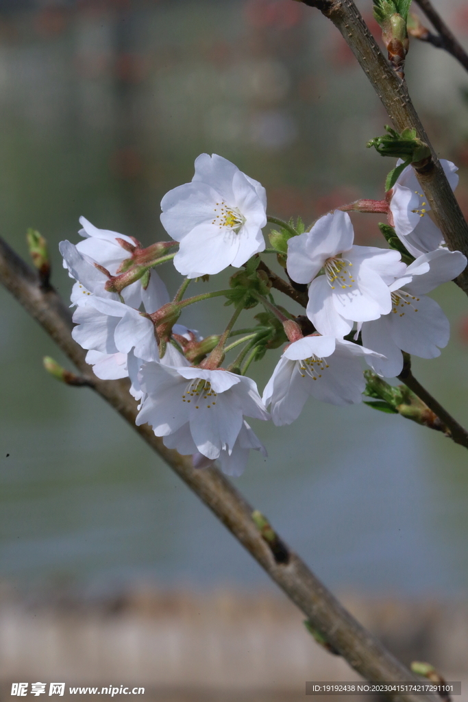 樱花