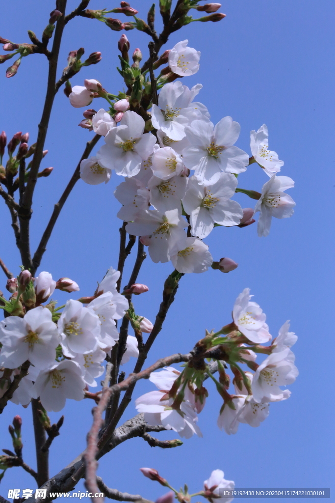 樱花