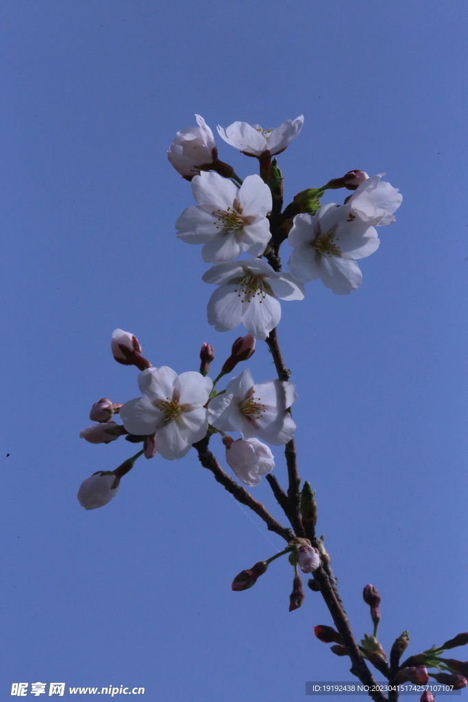 樱花 