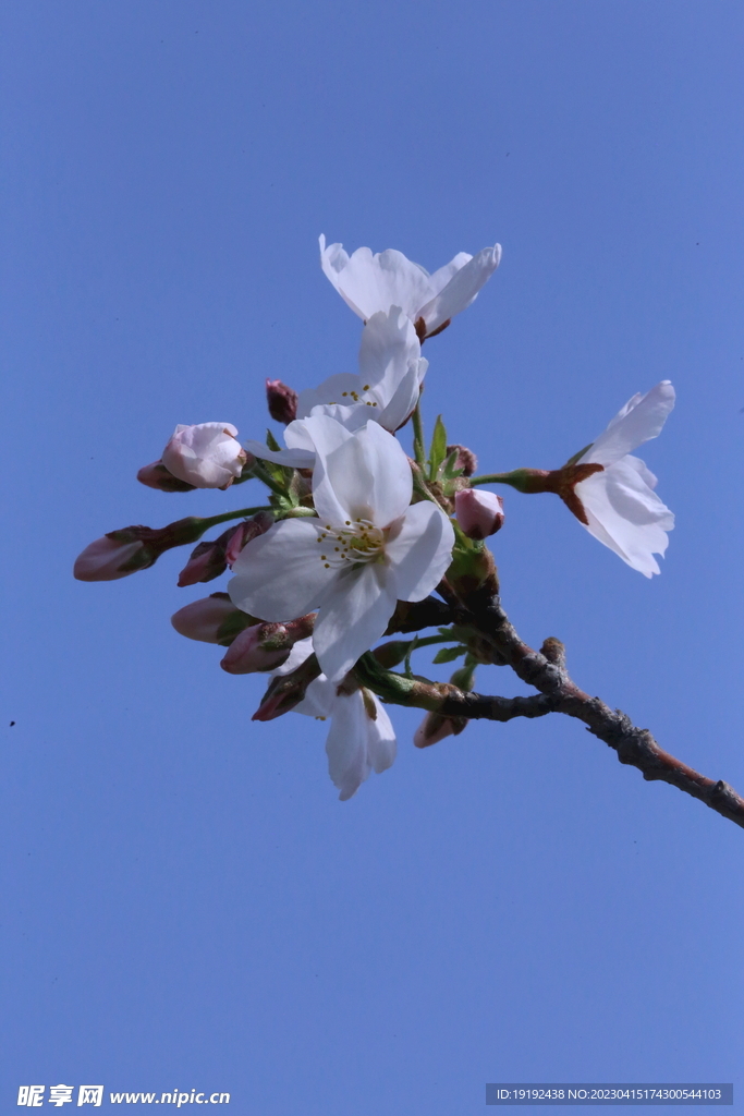樱花