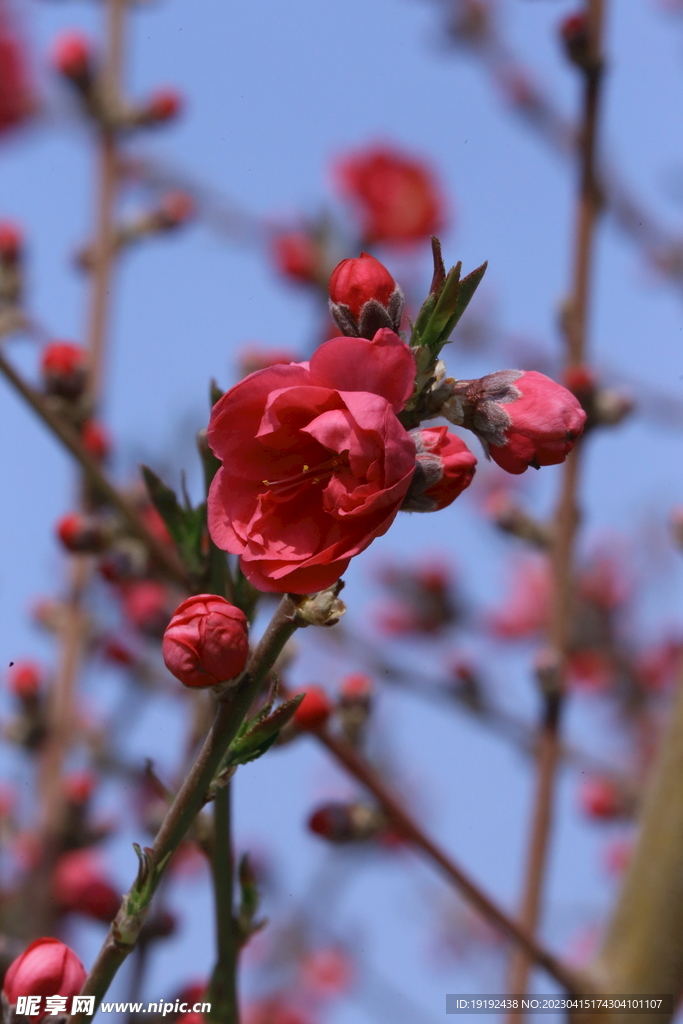 桃花 