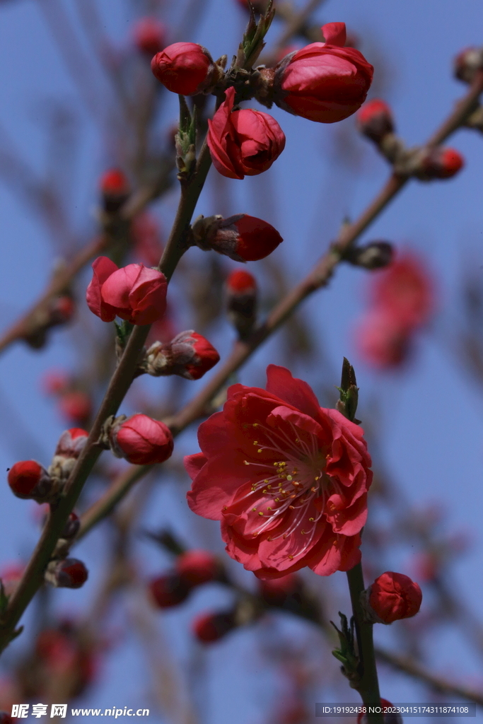 桃花 