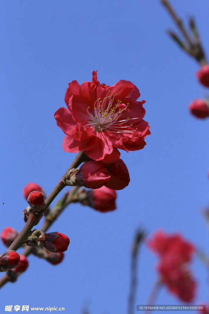 碧桃花儿 