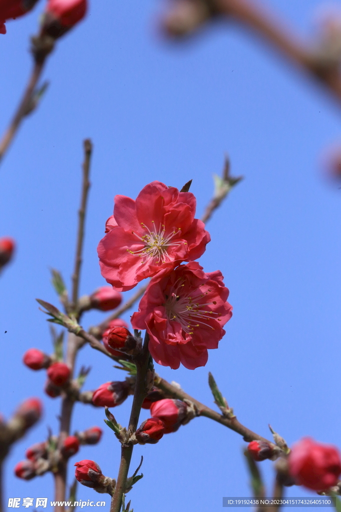 桃花 