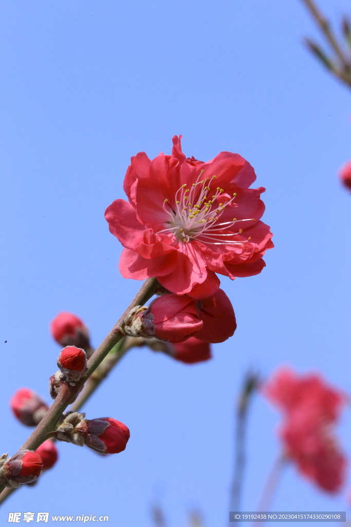 桃花 