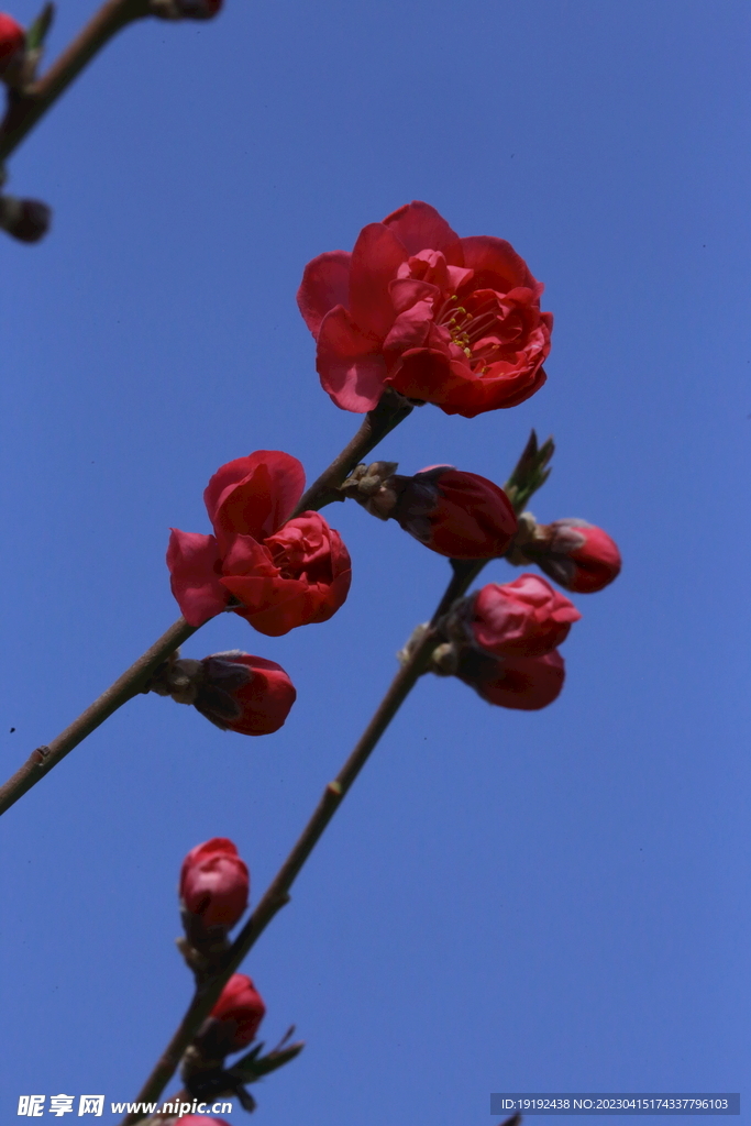 碧桃花儿 