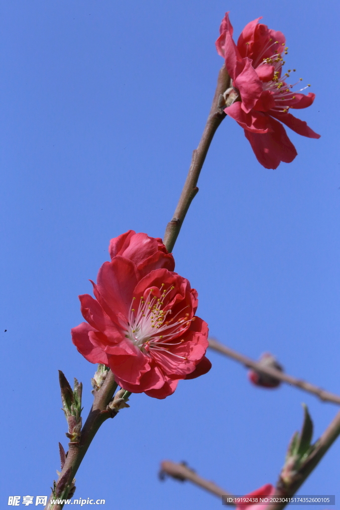 碧桃花儿