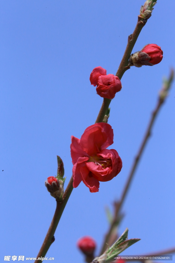 碧桃花儿 