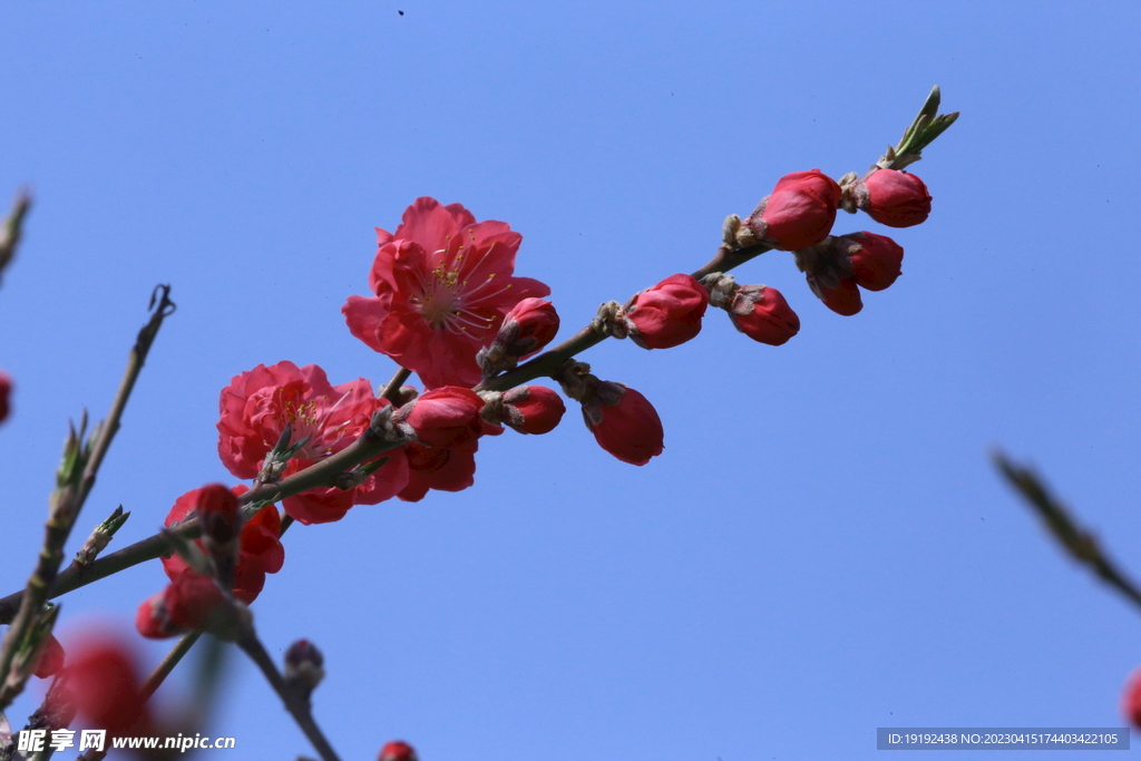 桃花 