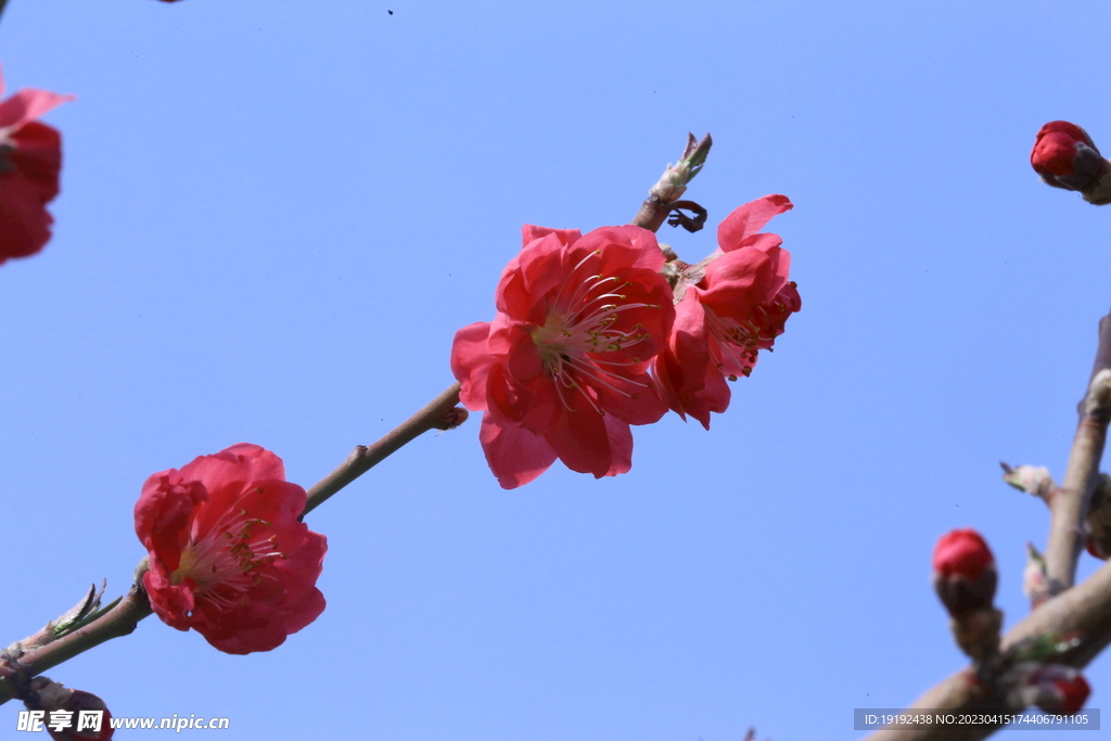 桃花 