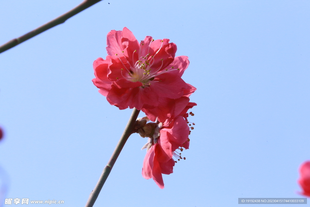 桃花 