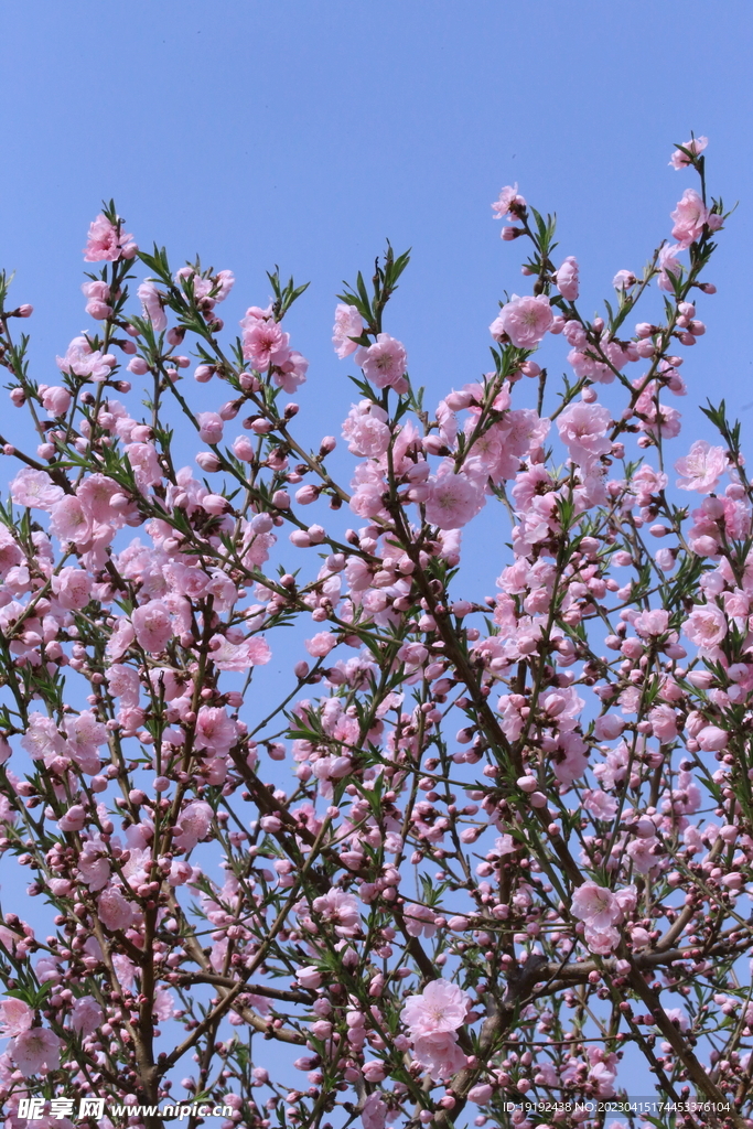 桃花 