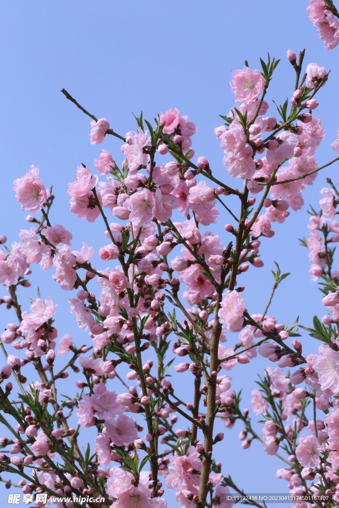 桃花 