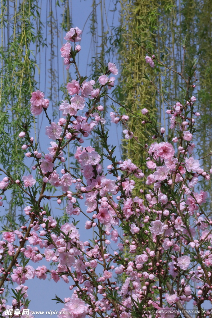 桃花 