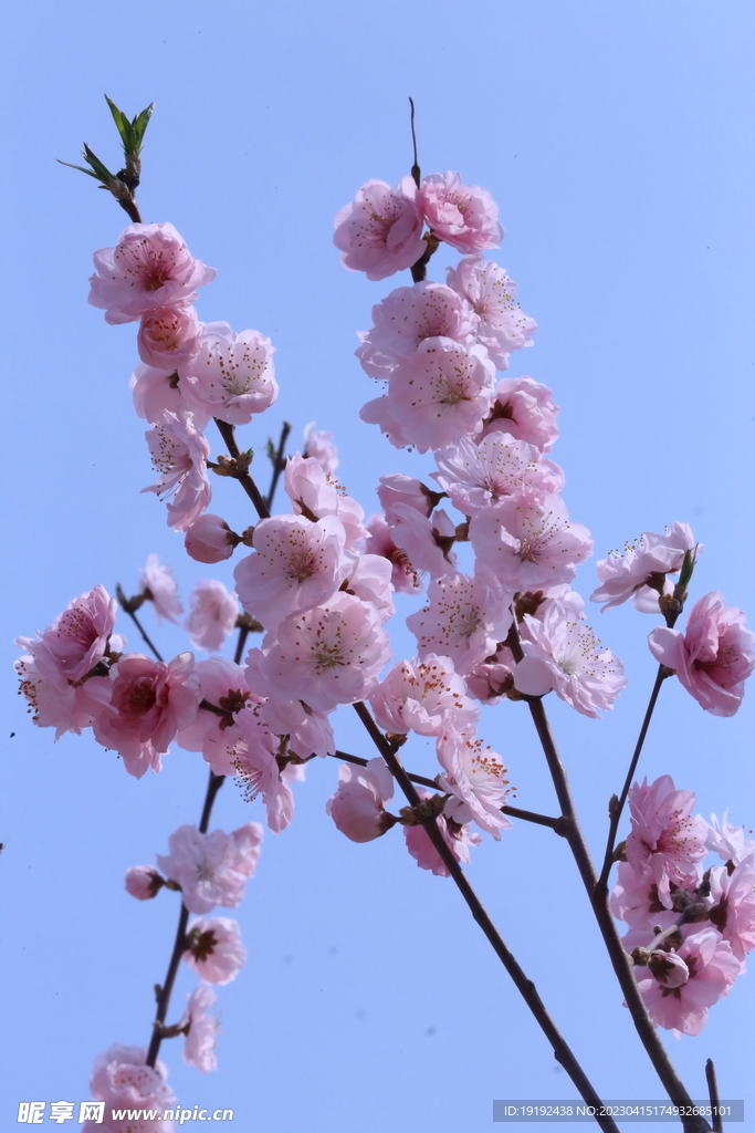 桃花 