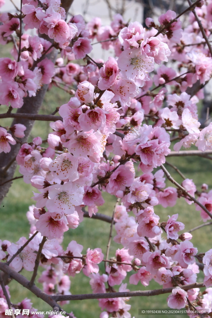 桃花 