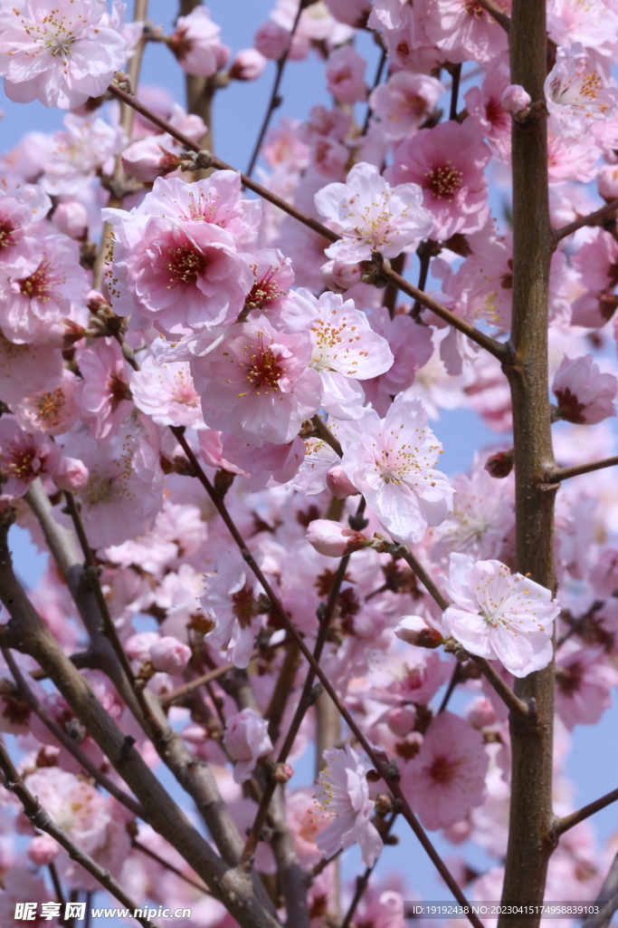 桃花 