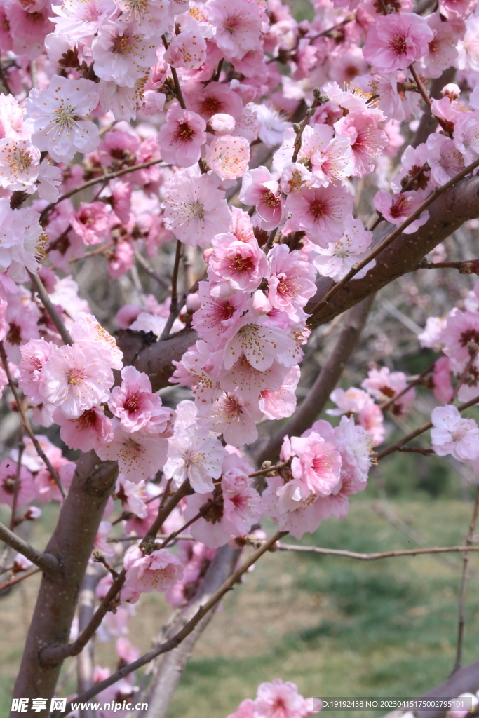 桃花 