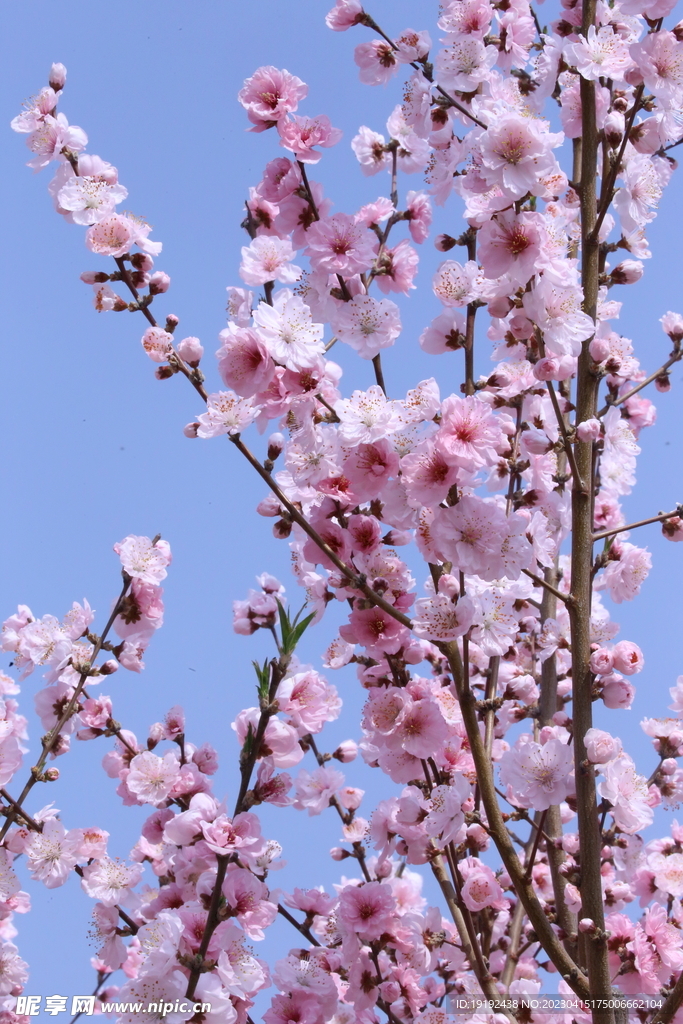 桃花 