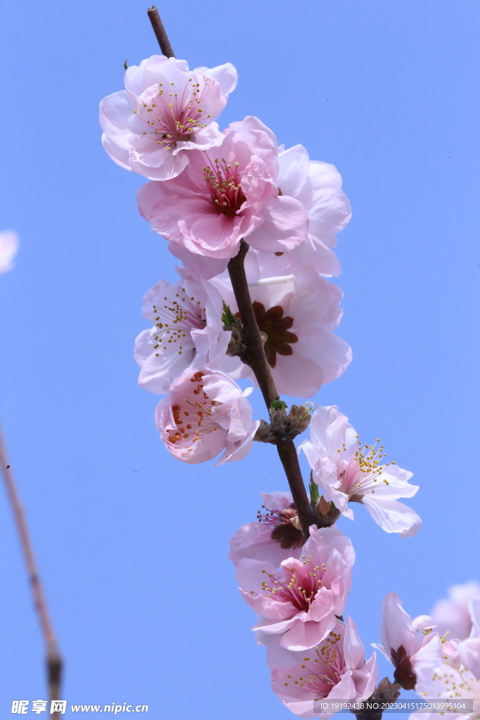 桃花 