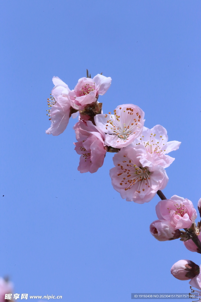桃花 