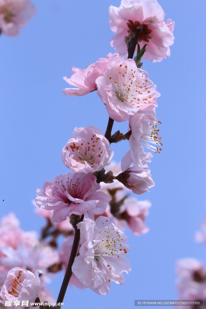 桃花 