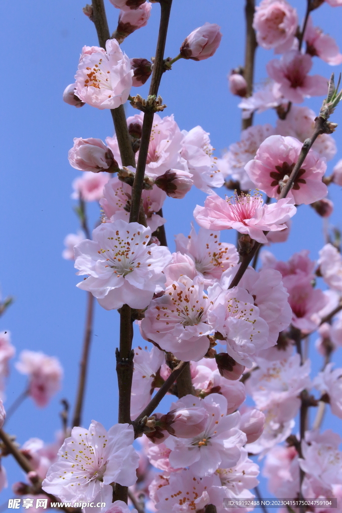 桃花 