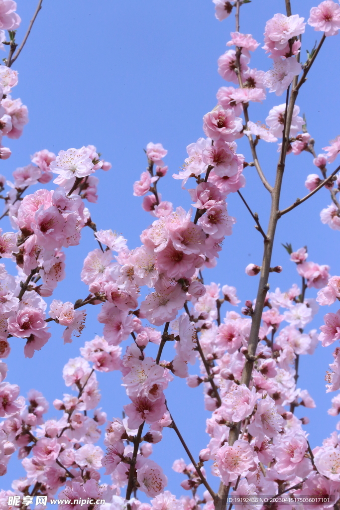 桃花 