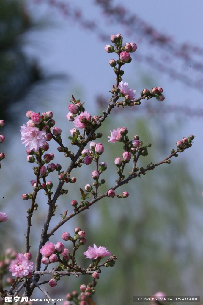 榆叶梅 