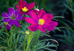 格桑花