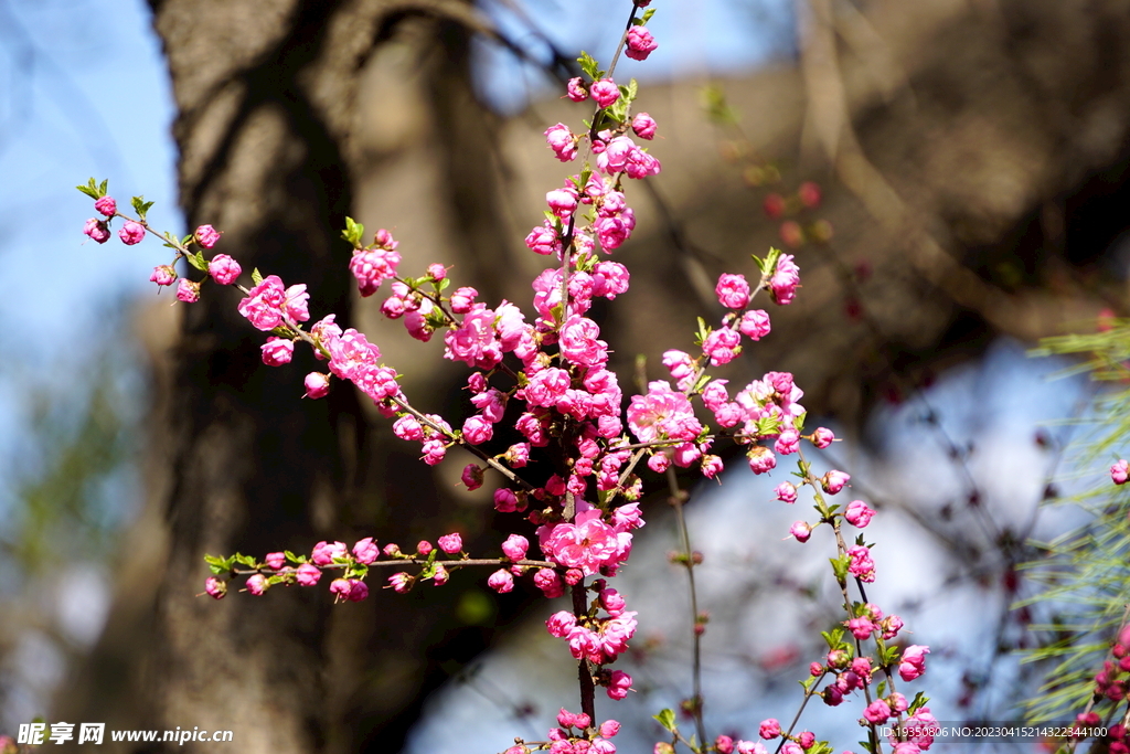 春天盛开的榆叶梅花朵