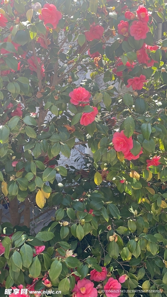 花