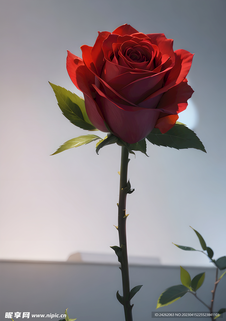 一支玫瑰花