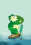 荷花