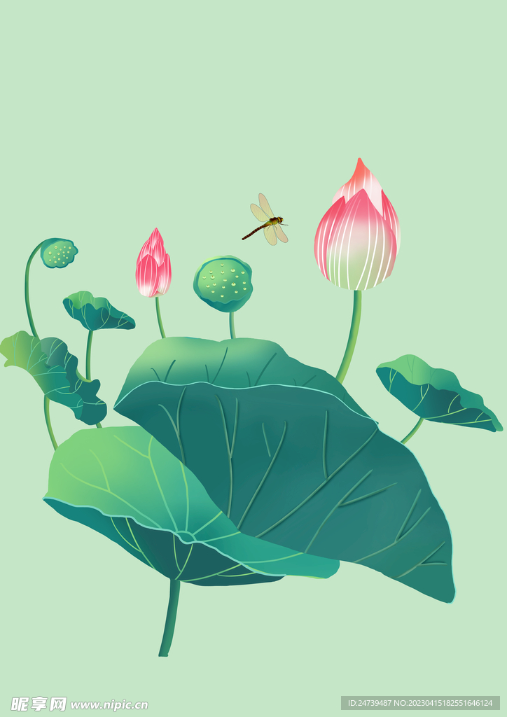 荷花