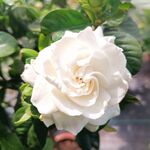栀子花