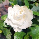 栀子花