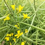 油菜