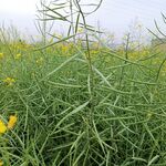 油菜