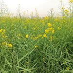 油菜