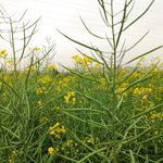 油菜