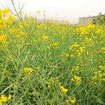 油菜